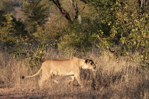 kru07.jpg